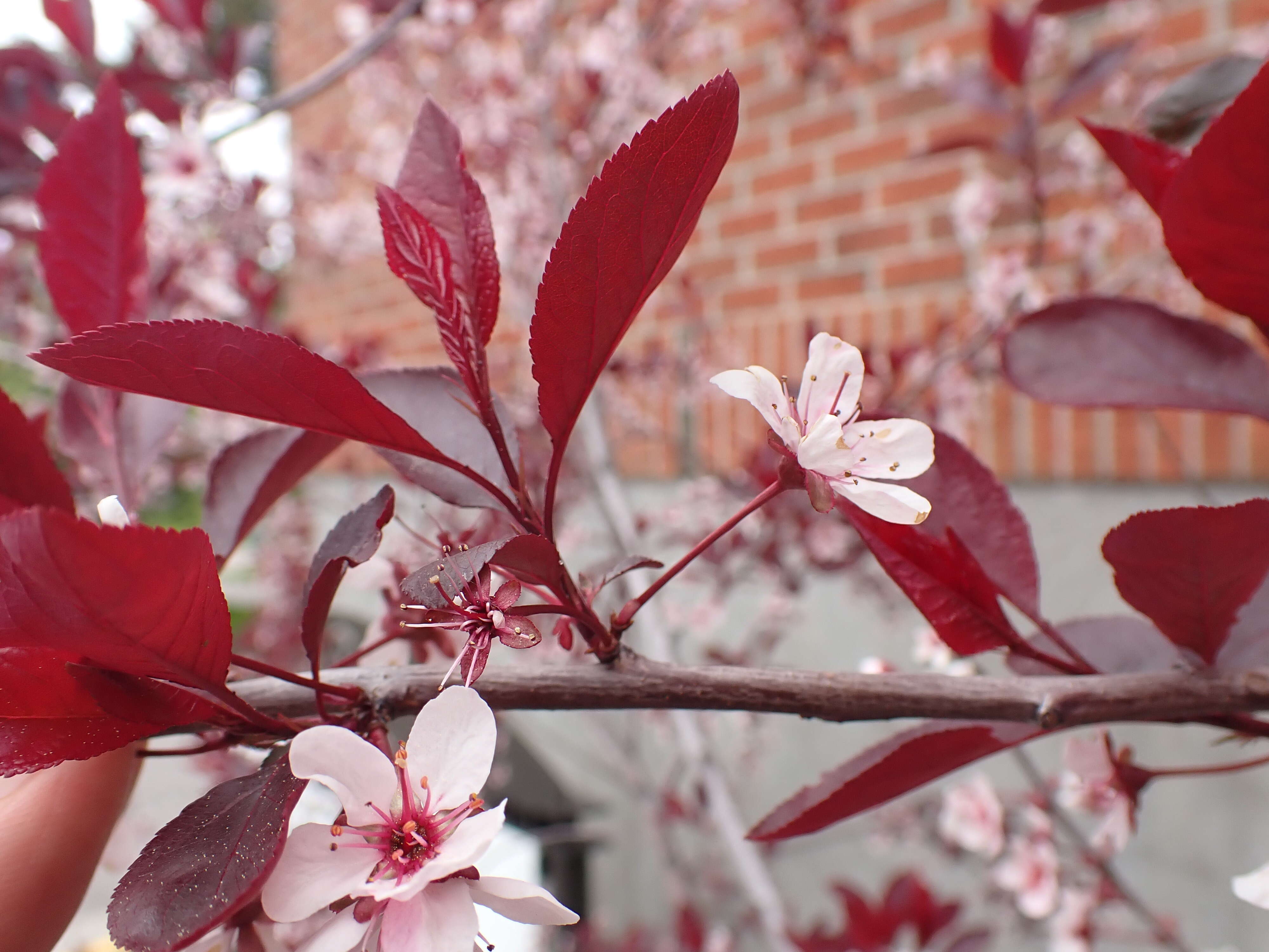 Image of Prunus × cistena