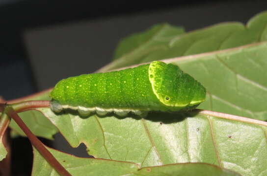 Image of Zanthoxylum rhetsa (Roxb.) DC.