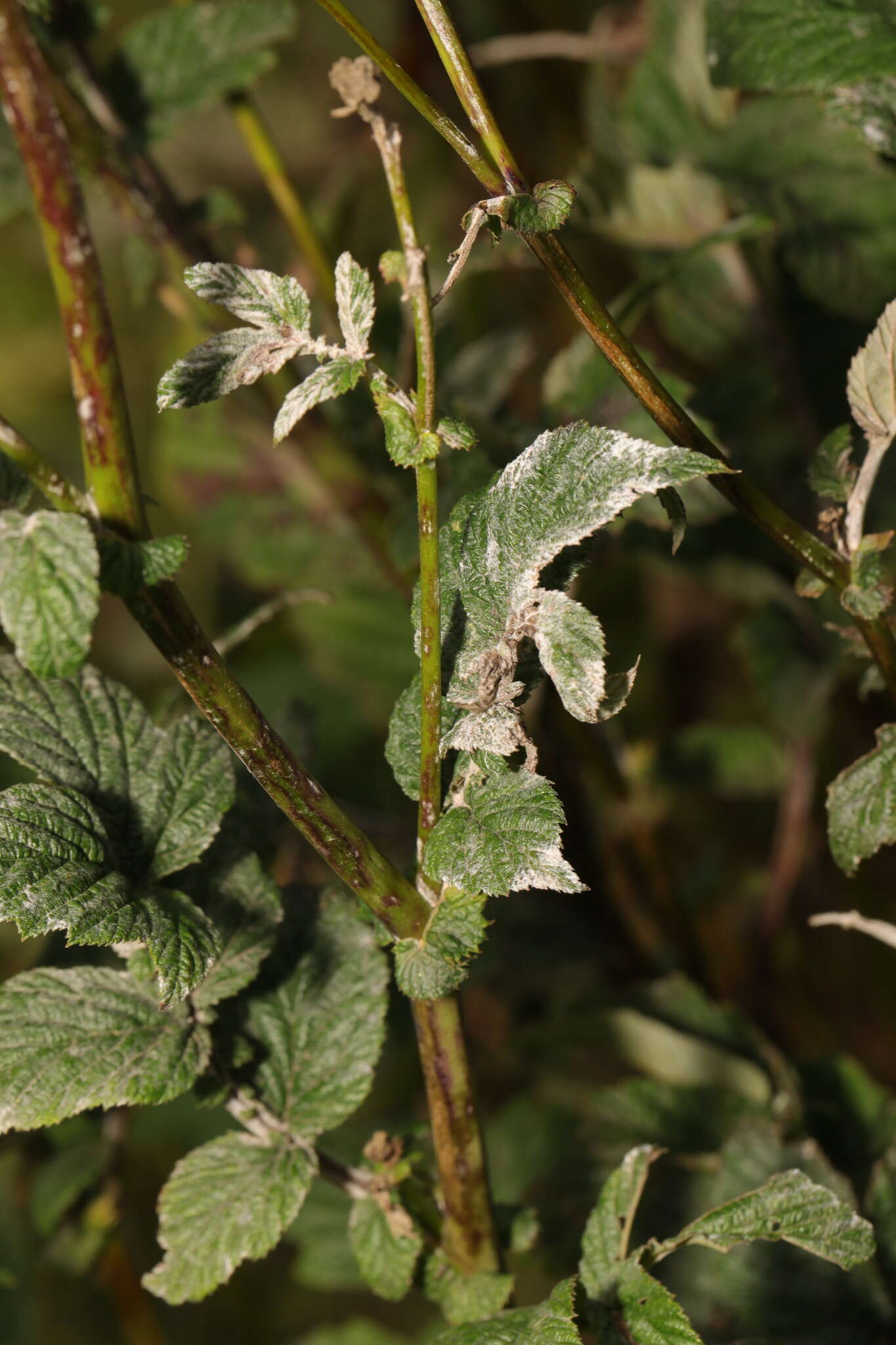 Image of Podosphaera filipendulae (Z. Y. Zhao) T. Z. Liu & U. Braun 2010