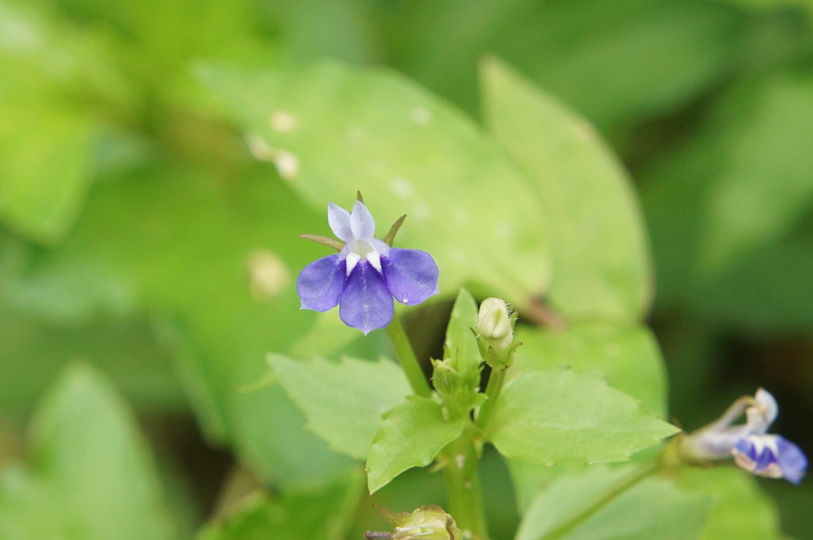 Image of Lobelia alsinoides Lam.