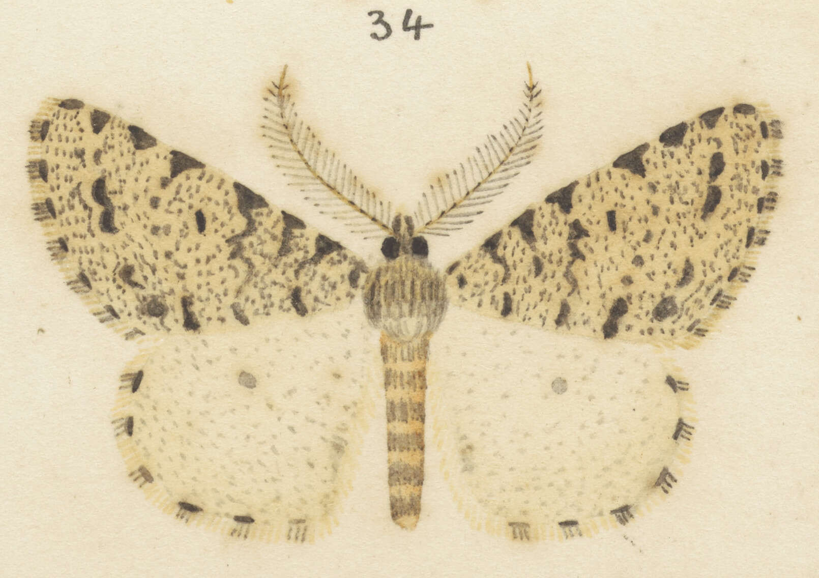 Plancia ëd Pseudocoremia terrena Philpott 1915