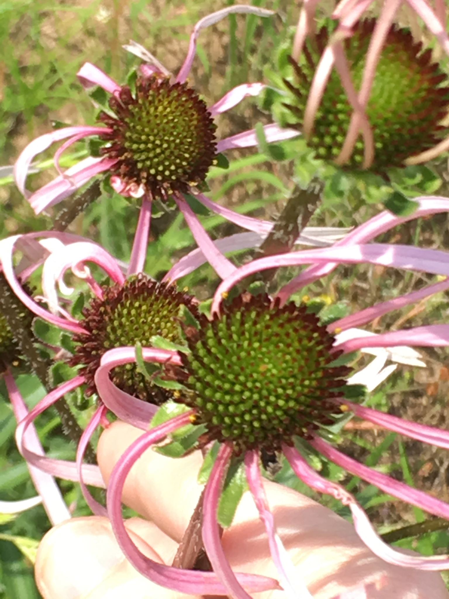 Image of <i>Echinacea sanguinea</i>