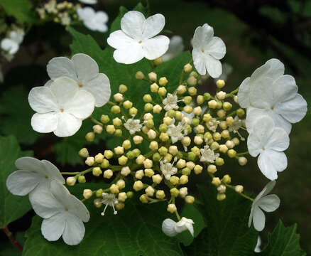 Imagem de Viburnum opulus L.