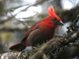 Image of Crested Ant Tanager