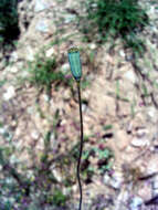 Image of Mediterranean Poppy