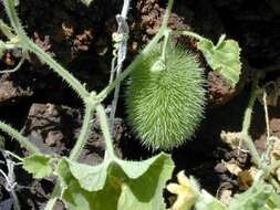 Image of Hedgehog cucumber