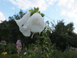 Imagem de Digitalis purpurea L.