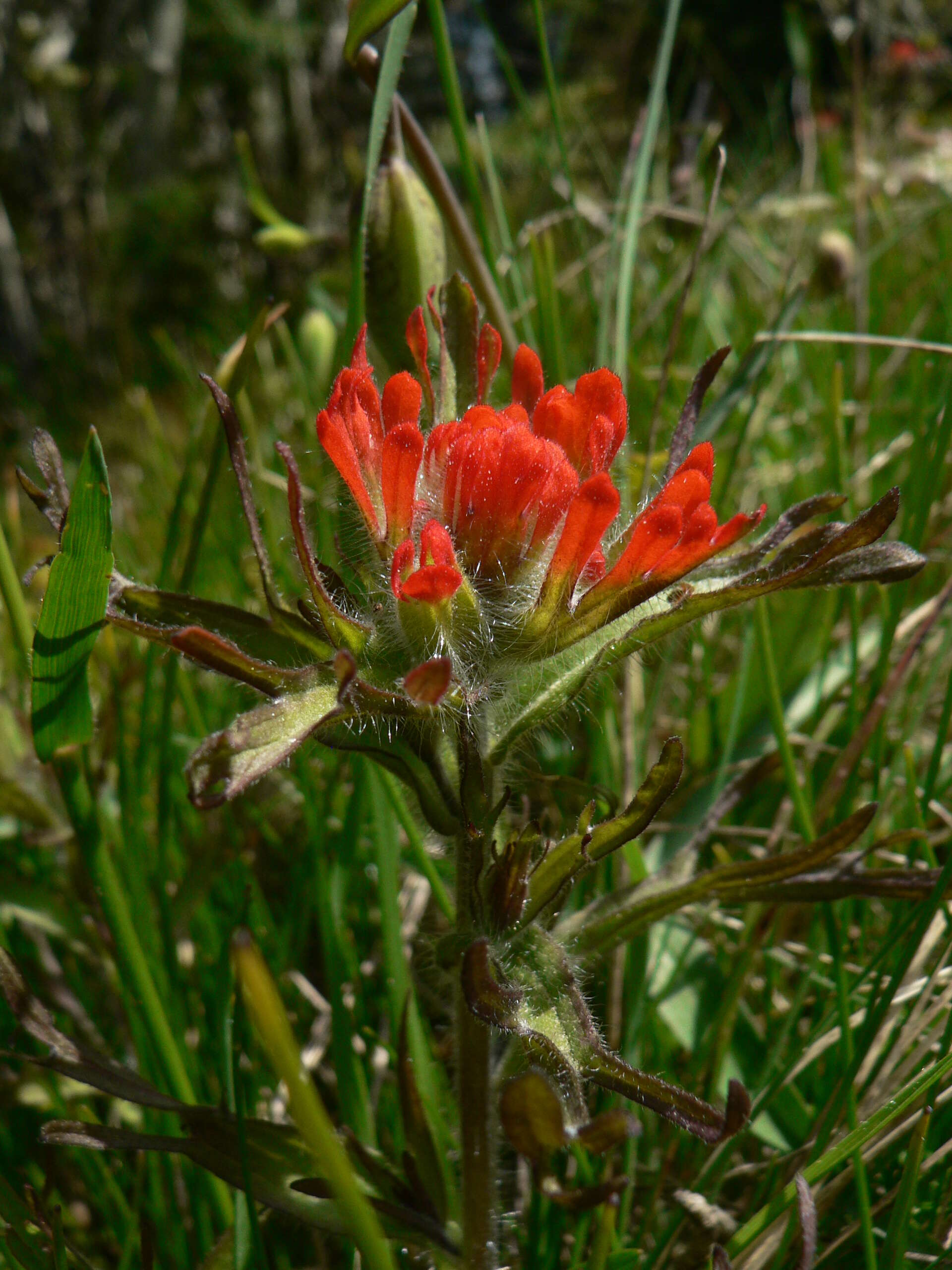 Image of harsh Indian paintbrush