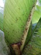 Image of Banana aphid