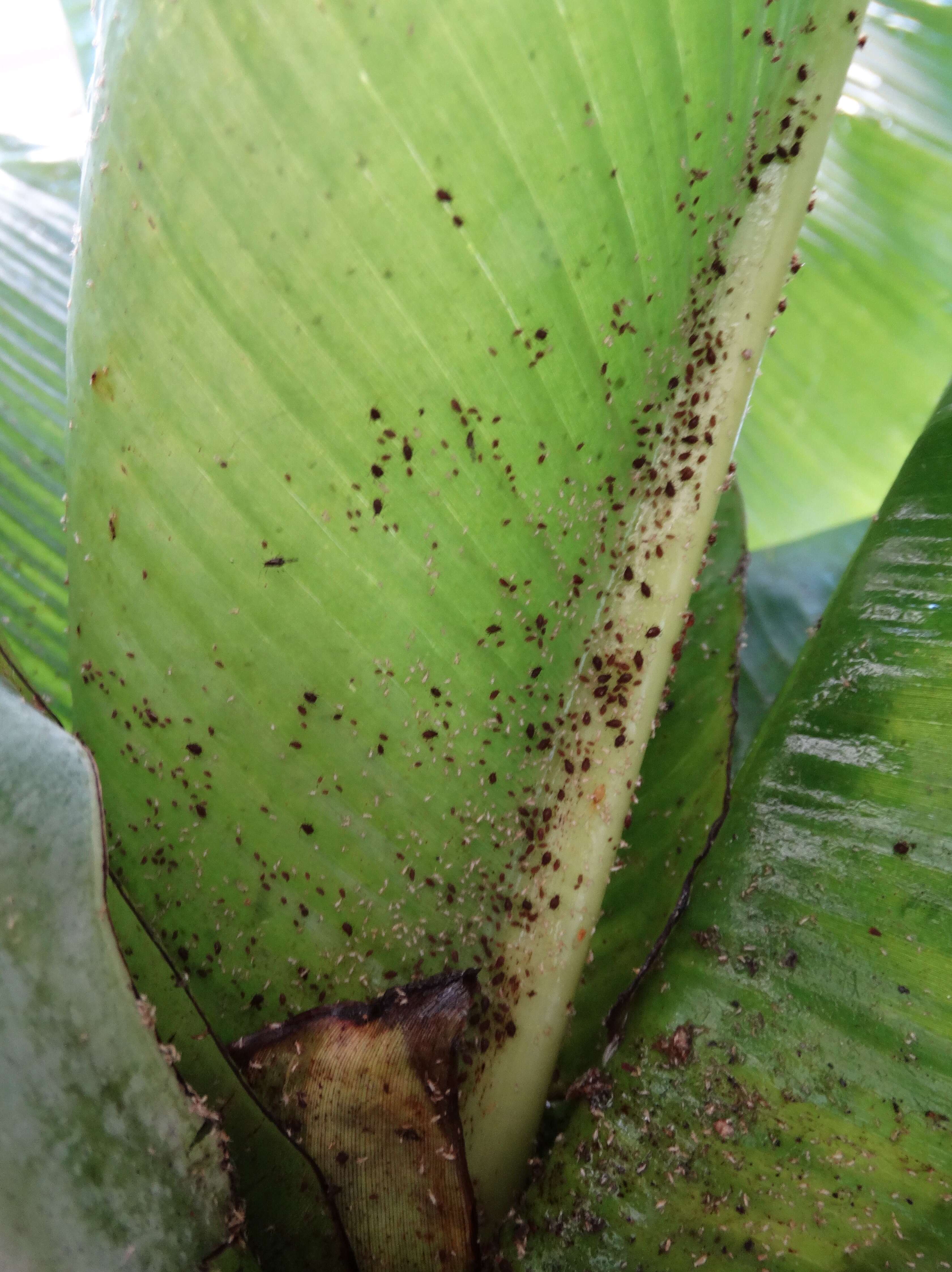 Image of Banana aphid