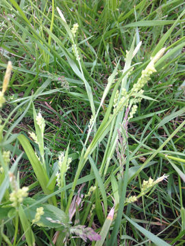 Image of <i>Carex blanda</i>