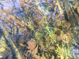 Image of Delicate Stonewort