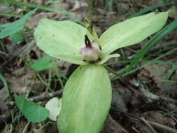 Image of bunch flower family