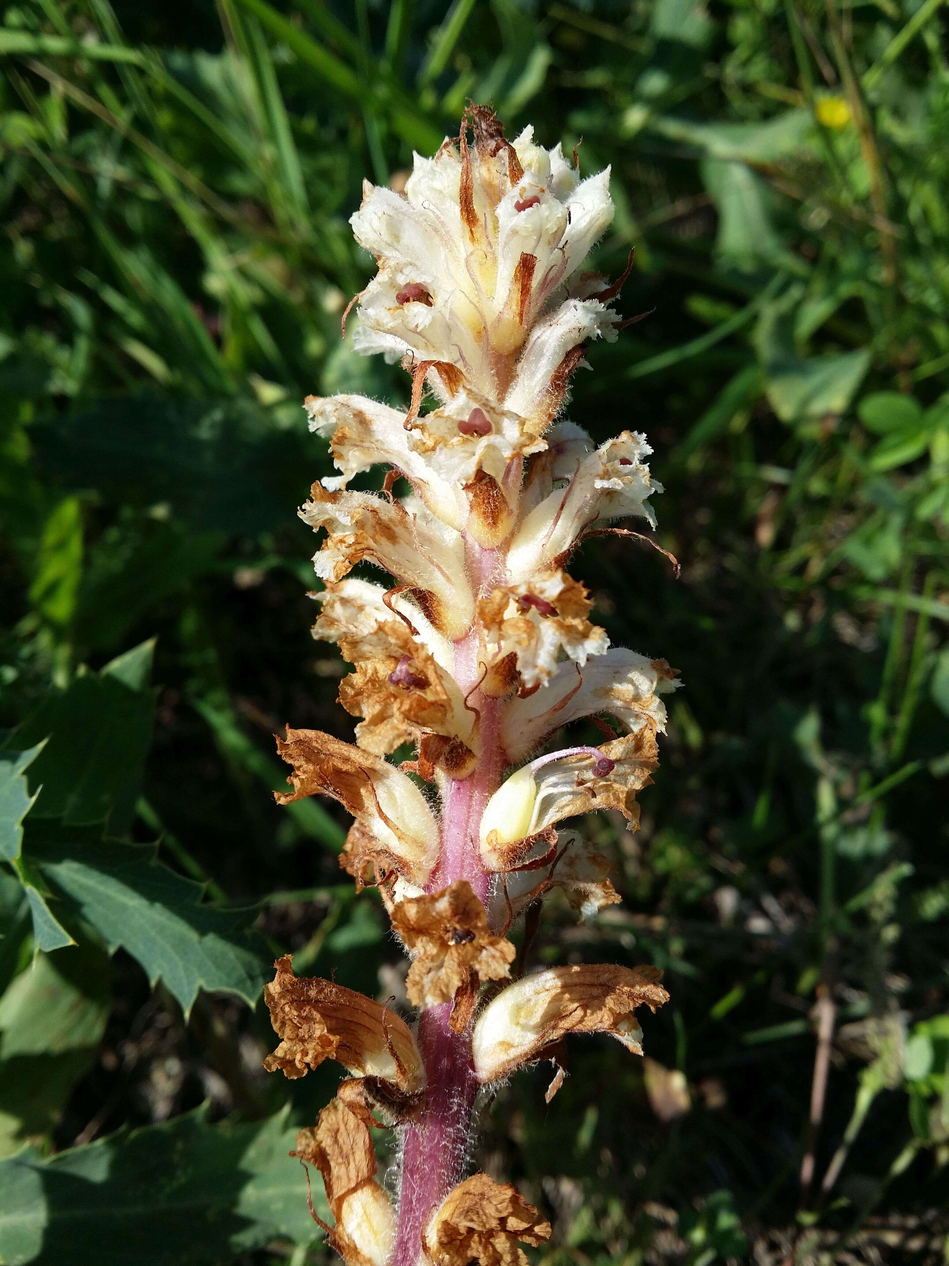 Image of oxtongue broomrape