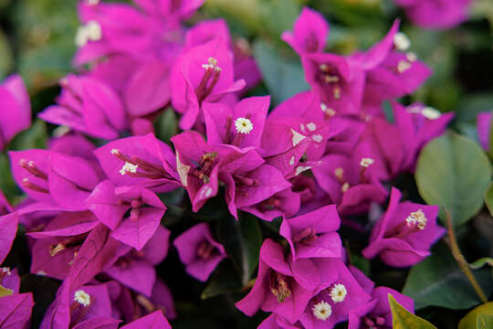 Слика од Bougainvillea