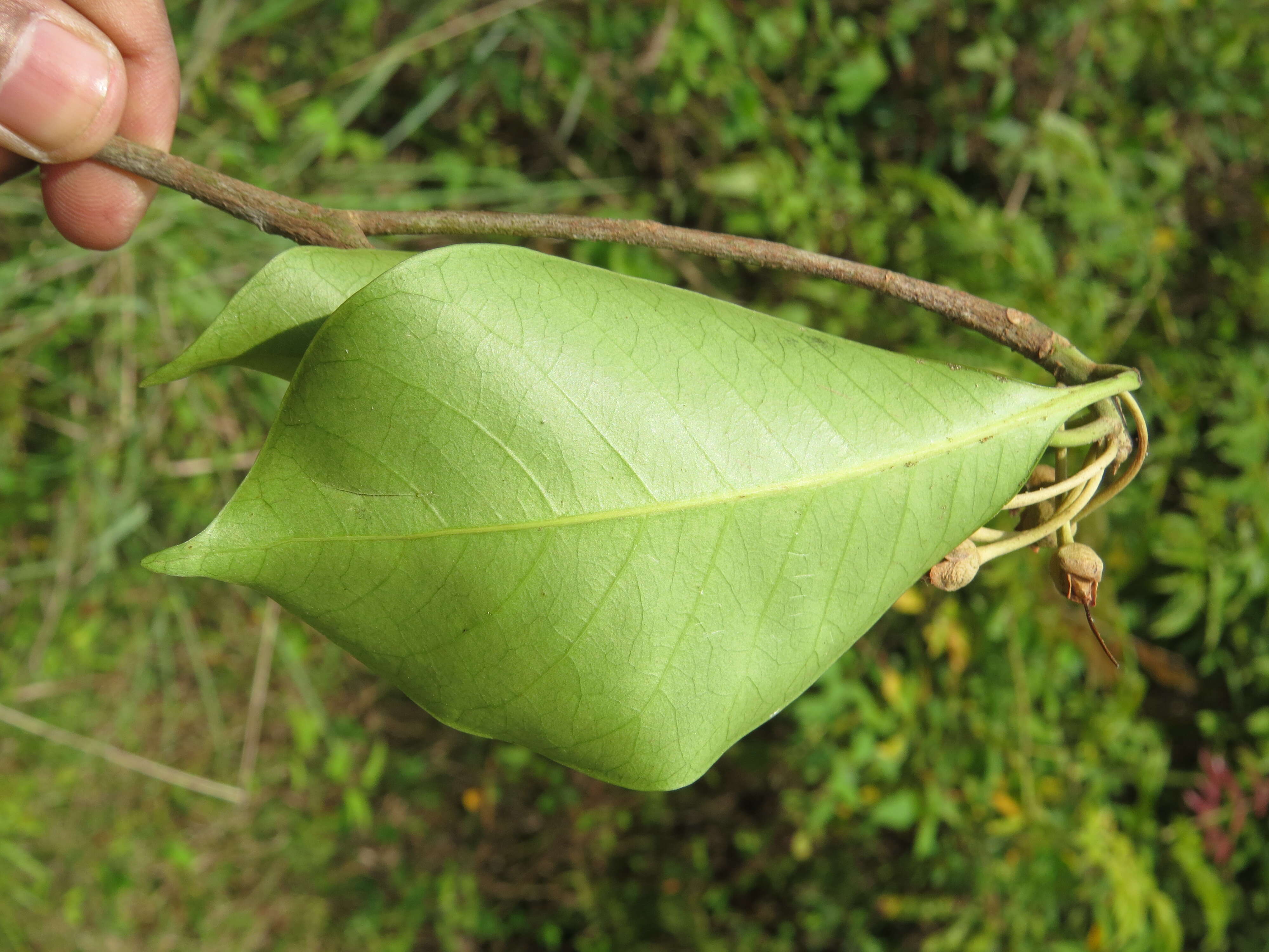 Palaquium ellipticum (Dalzell) Baill. resmi