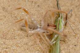 Truxalis nasuta (Linnaeus 1758) resmi