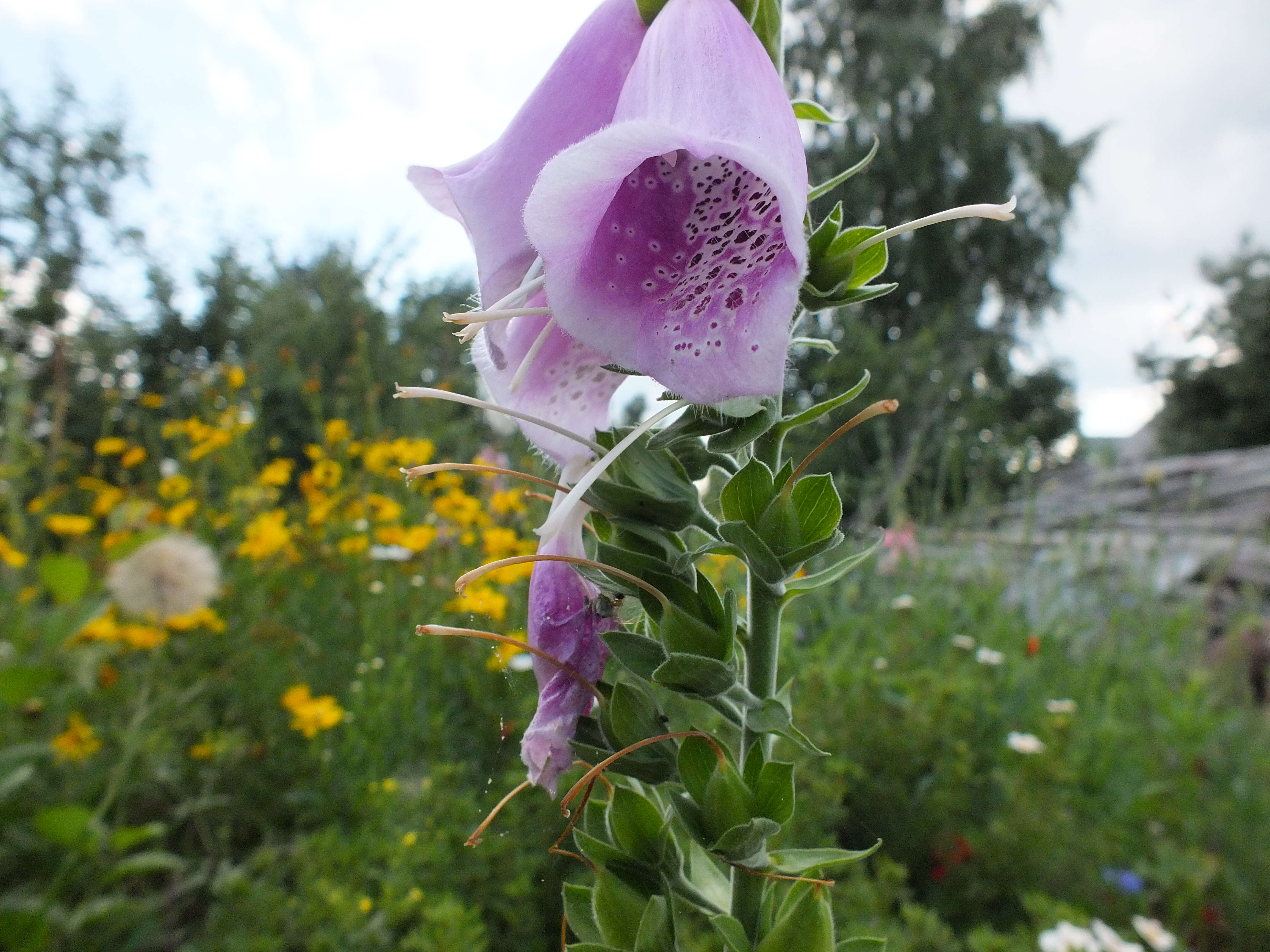 Imagem de Digitalis purpurea L.