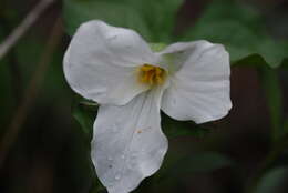 Imagem de Trillium grandiflorum (Michx.) Salisb.