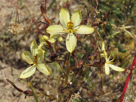 Image of Wachendorfia paniculata Burm.