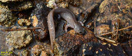 Image of Chinese Salamander