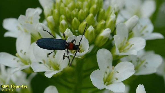 18.https www inaturalist org photos 3539874.580x360