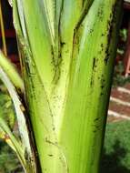 Image of Banana aphid