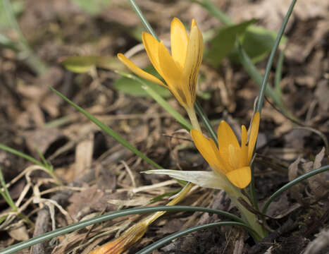 Image of Crocus vitellinus Wahlenb.