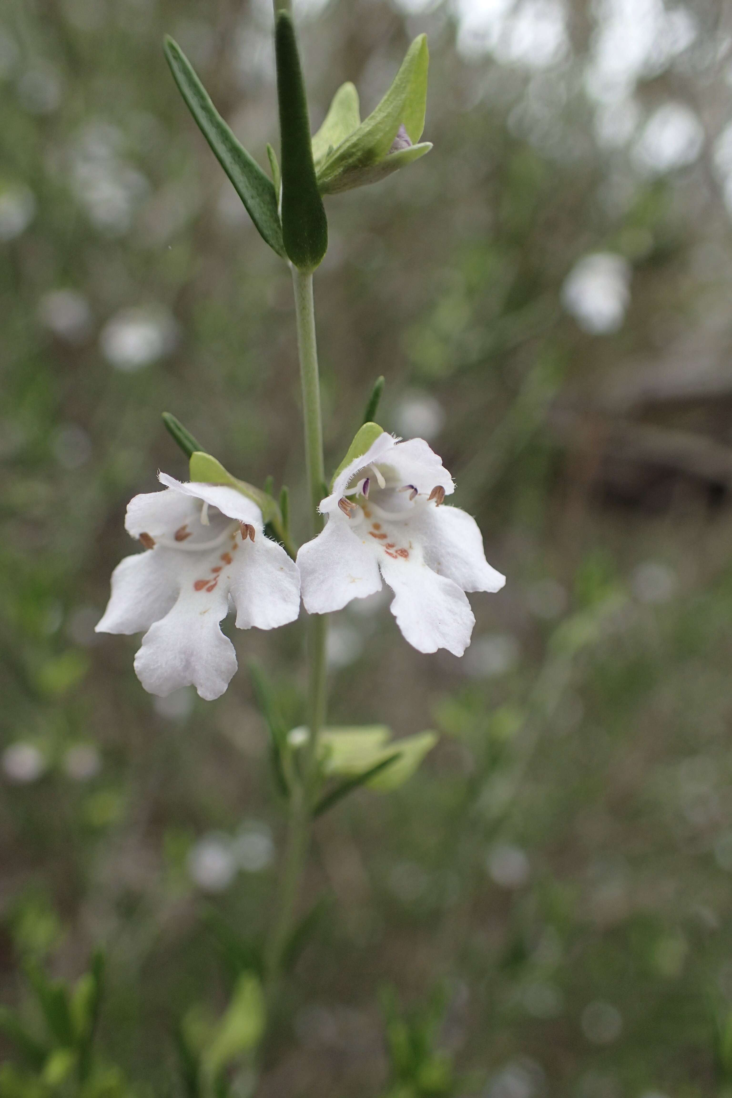 Image of Prostanthera baxteri A. Cunn. ex Benth.