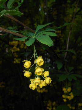 Слика од Berberis lycium Royle