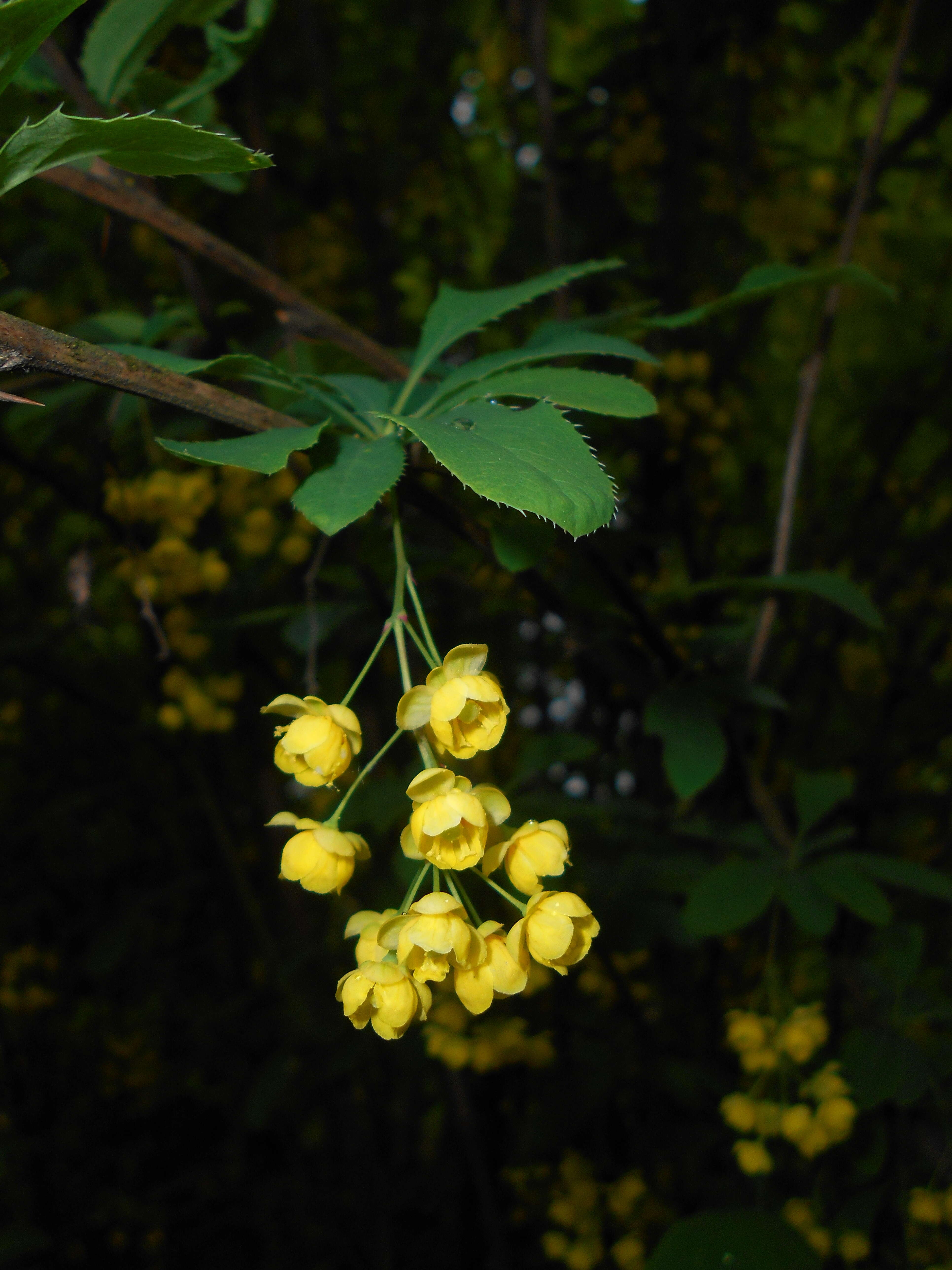 Image de Berberis lycium Royle