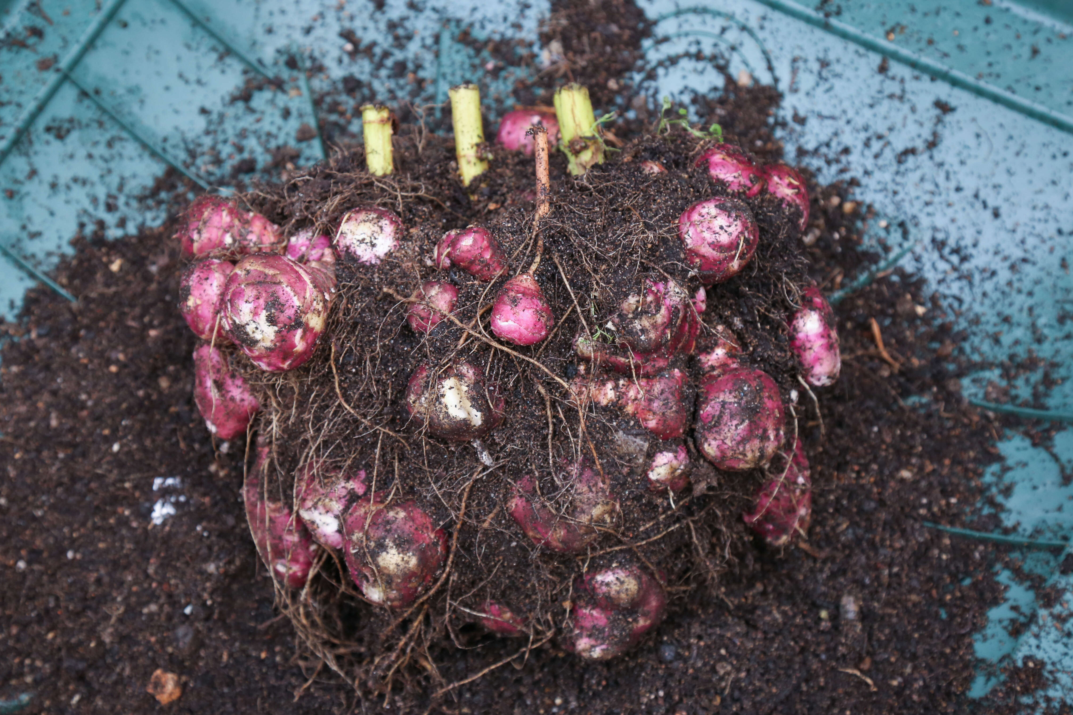 Image of Jerusalem artichoke