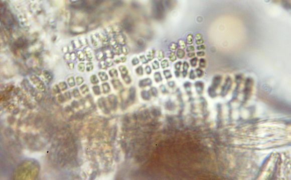 Image of Merismopedia punctata