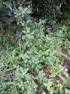 Plancia ëd Chenopodium opulifolium Schrader