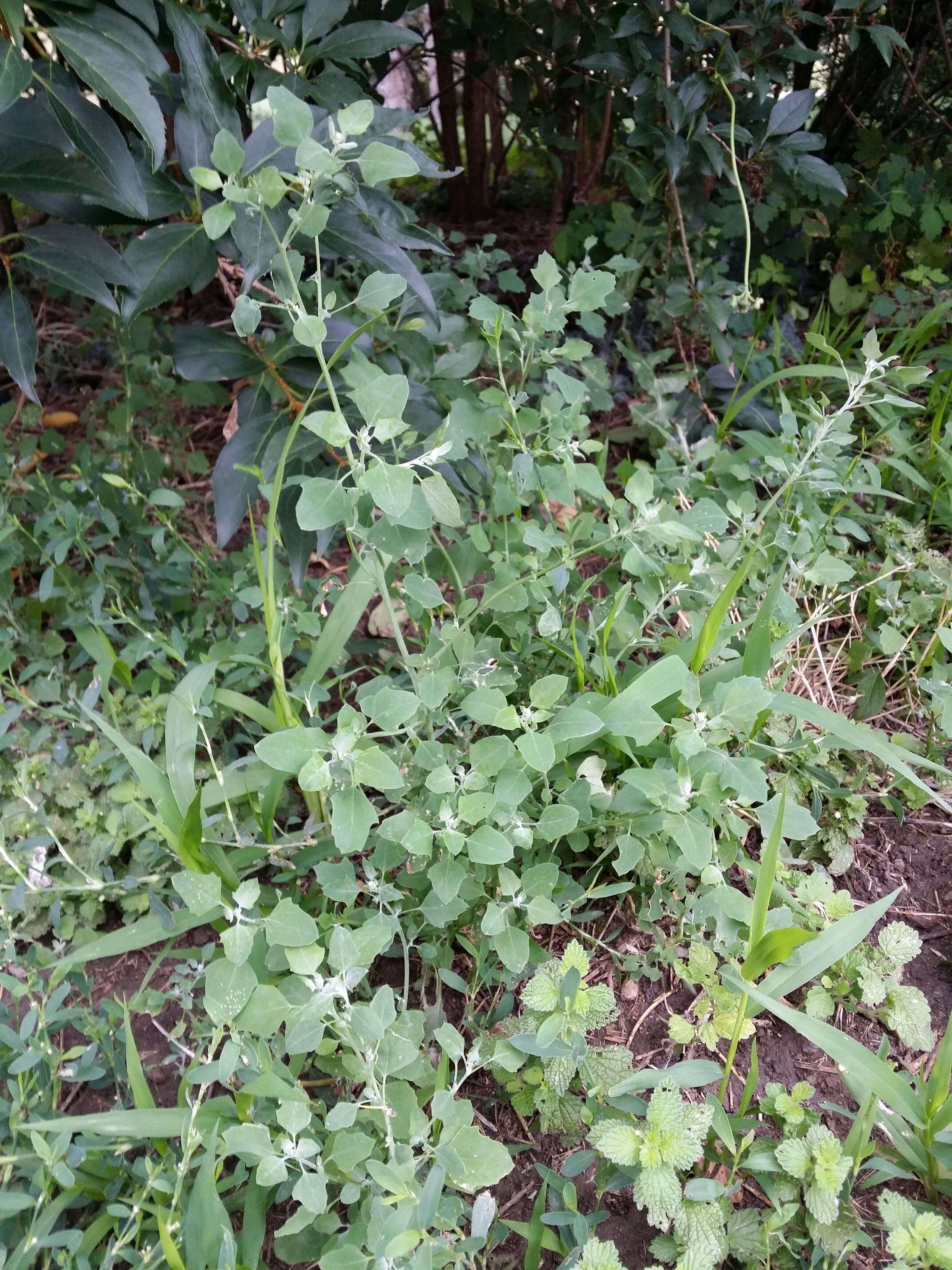 Image of Grey Goosefoot