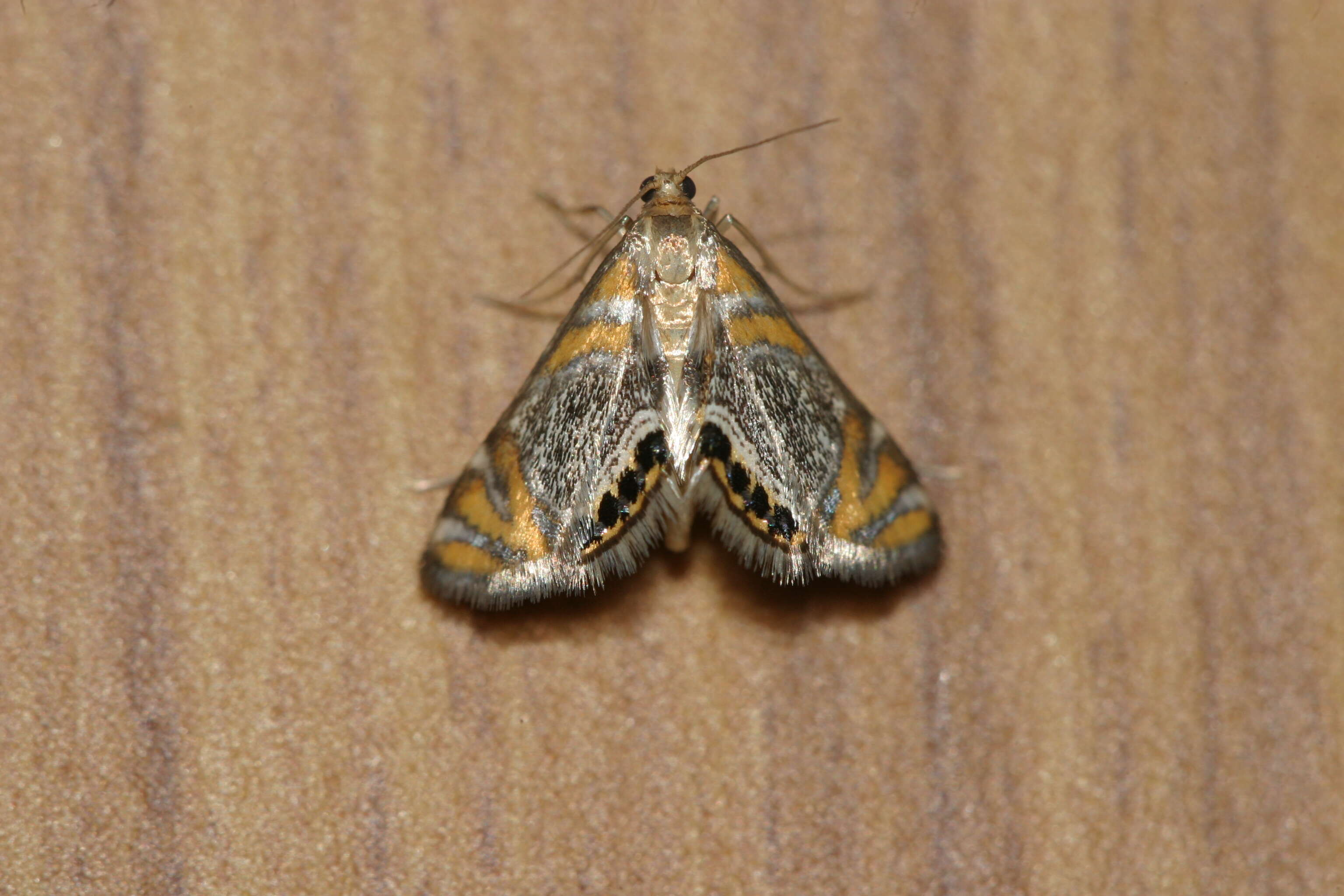 Слика од Nymphicula blandialis Walker 1859