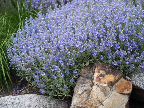 Image of Veronica cinerea Boiss. & Bal.