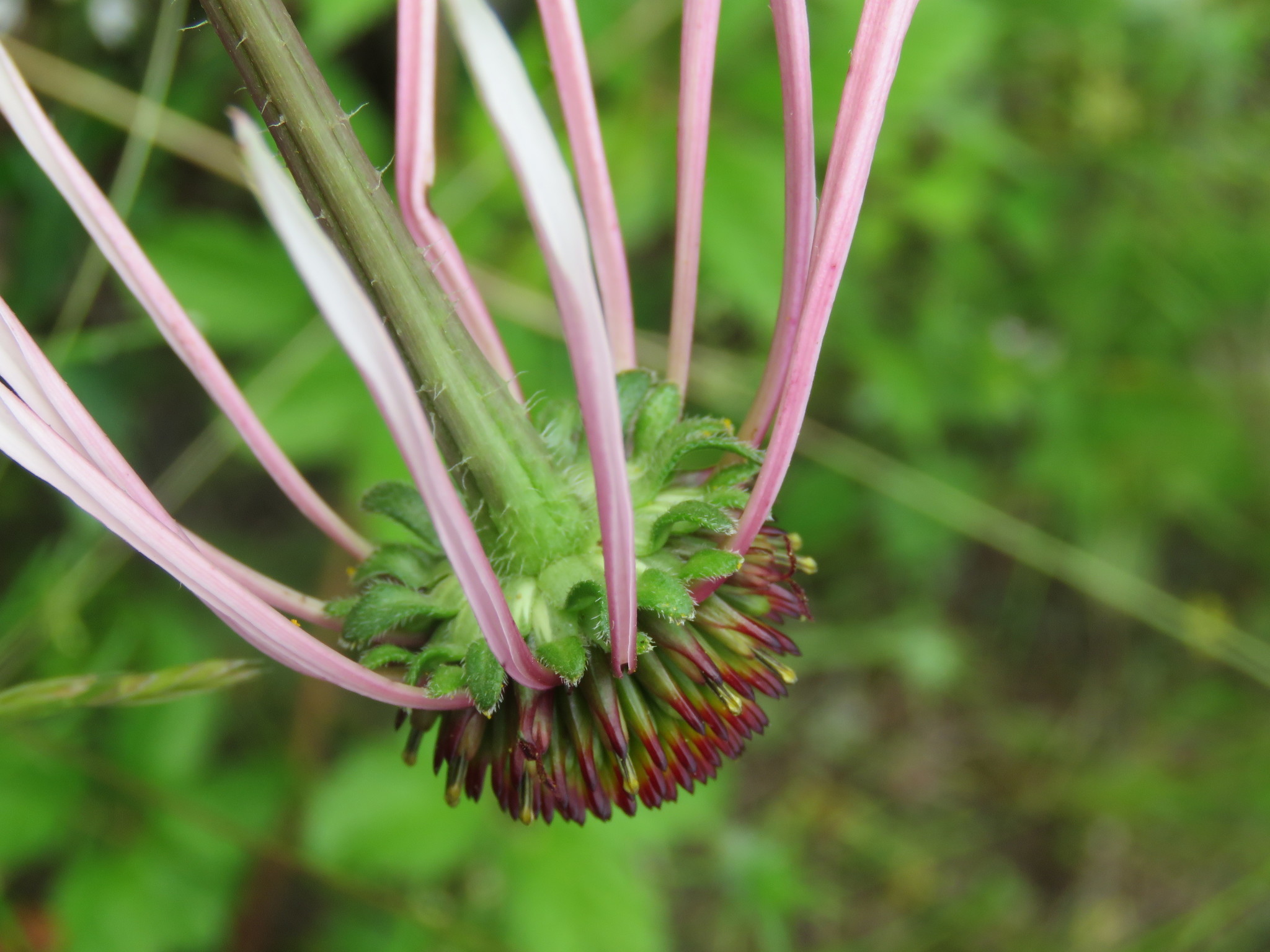 Image of <i>Echinacea sanguinea</i>