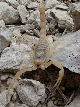 Image of Common yellow scorpion