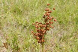 Image of <i>Juncus marginatus</i>