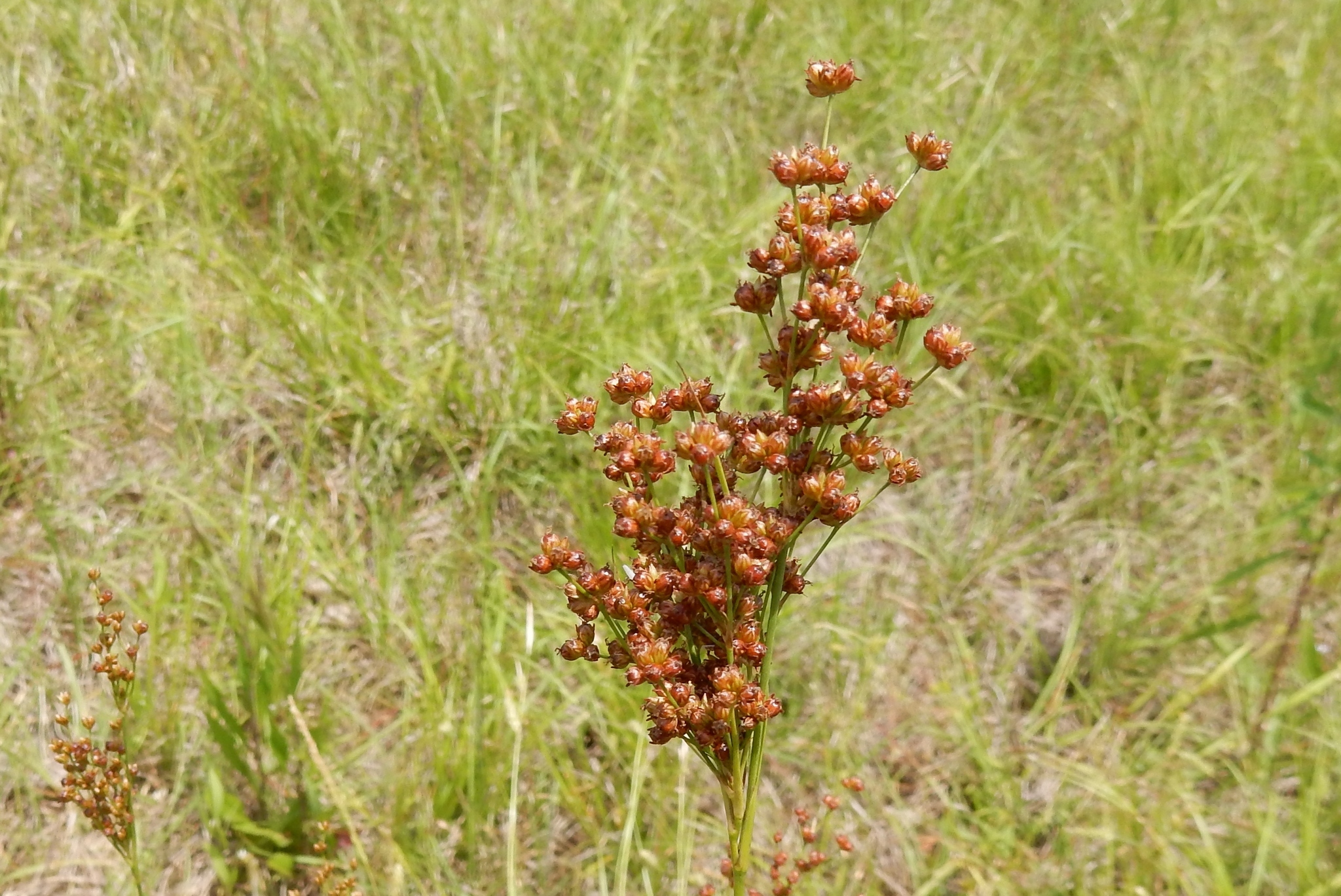 Image of <i>Juncus marginatus</i>