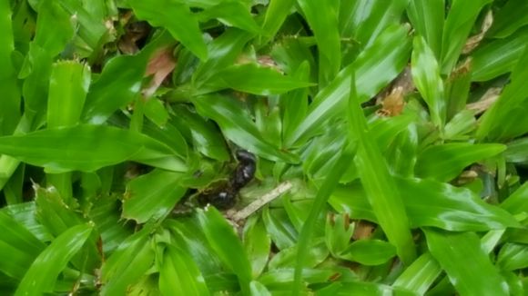 Image of Small black ant