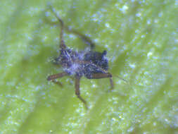 Image of Banana aphid