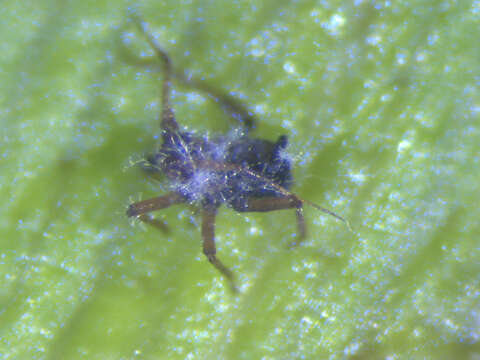 Image of Banana aphid