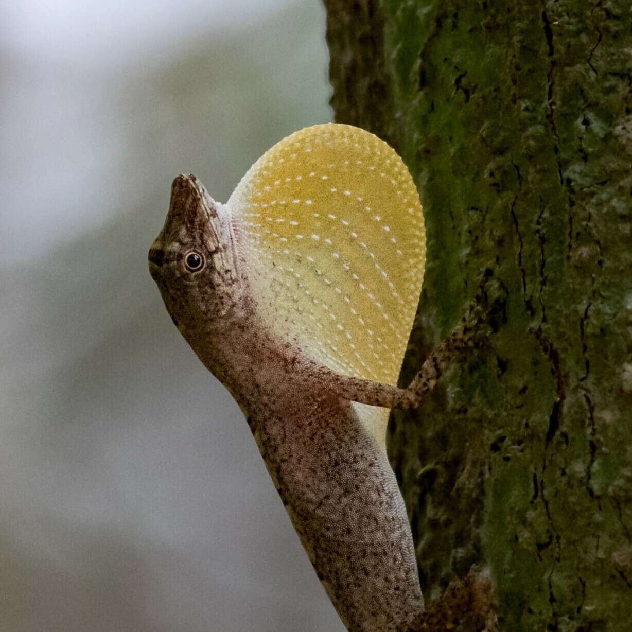 Image of Brown-eared anole