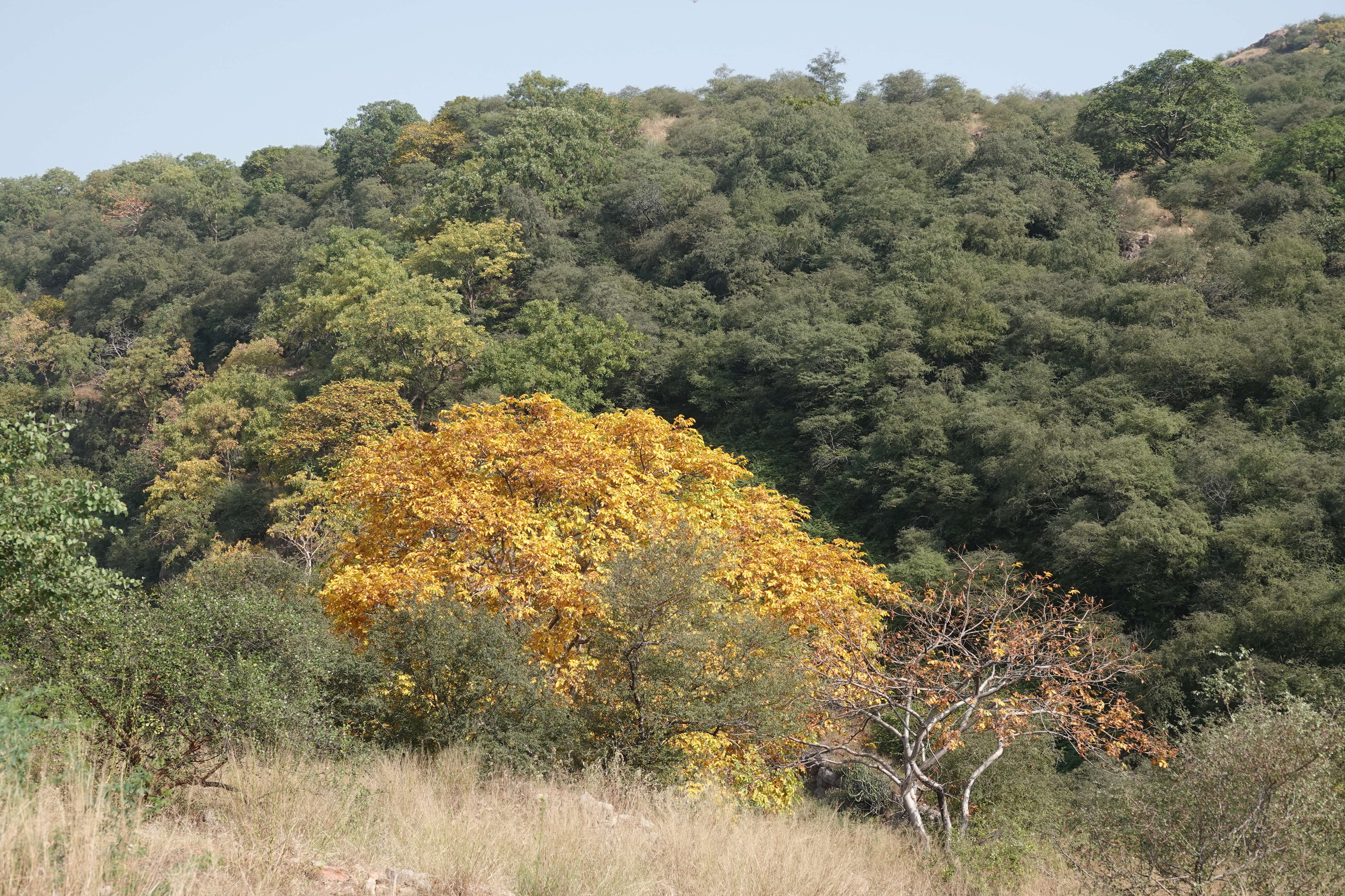 Sivun Lannea coromandelica (Houtt.) Merr. kuva