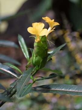 Image of hophead Philippine violet