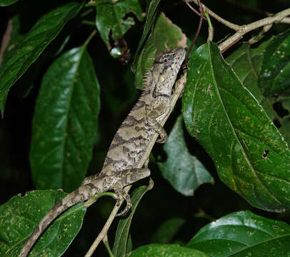 Image of Forest Crested Agama