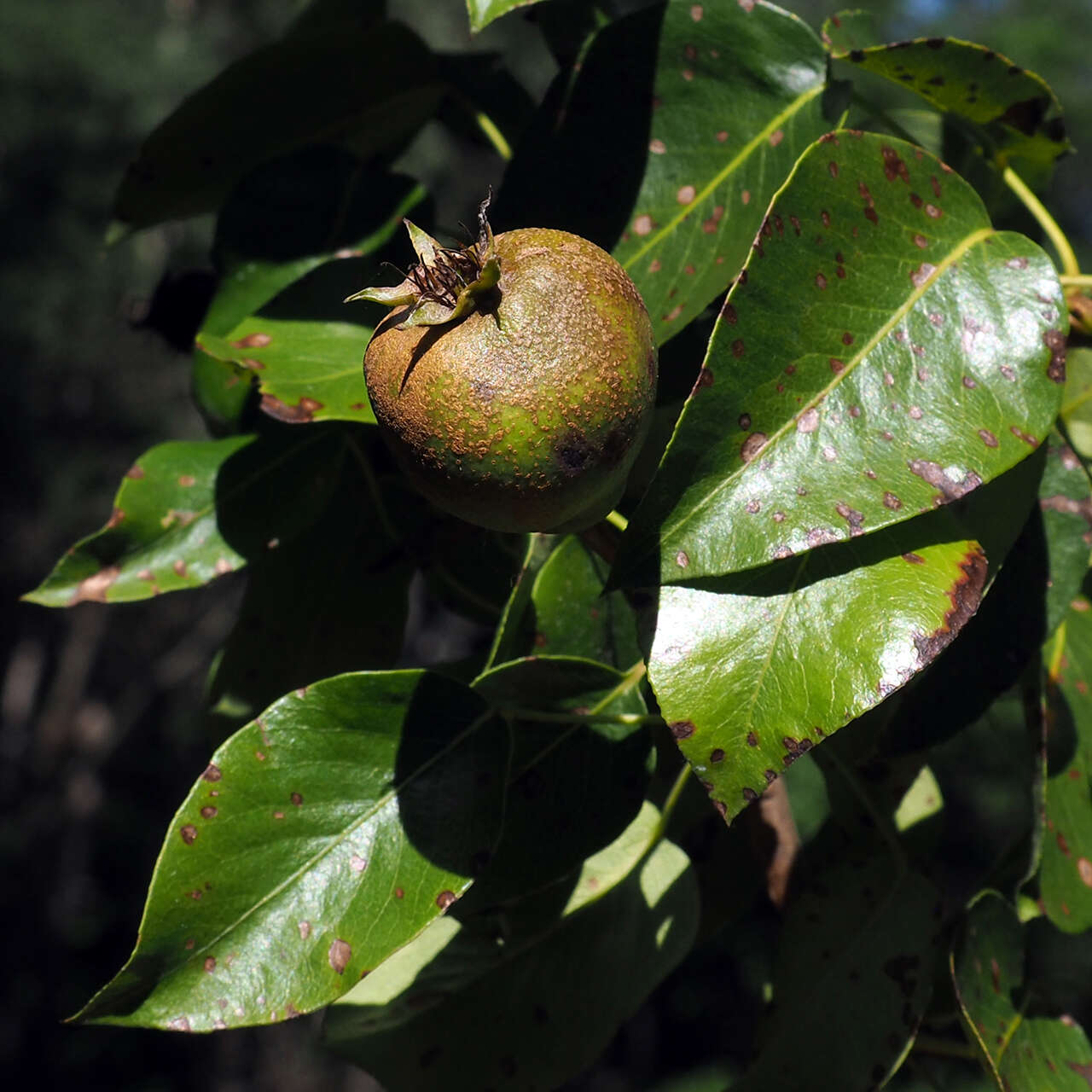 Plancia ëd Pyrus communis subsp. pyraster (L.) Ehrh.