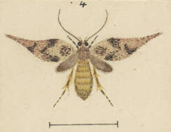 Image of Chersadaula ochrogastra Meyrick 1923